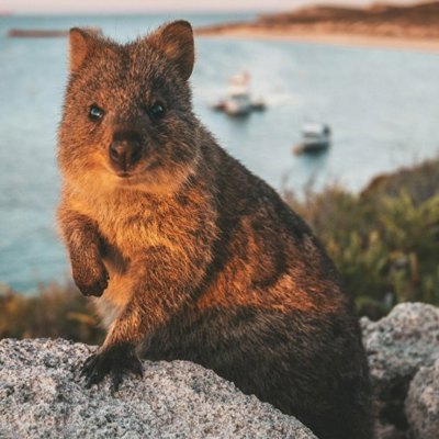 Visit Rottnest Island