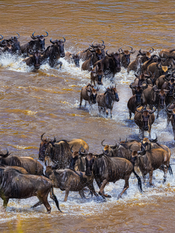 Kenya & Zanzibar escape: wild plains & paradise shores 