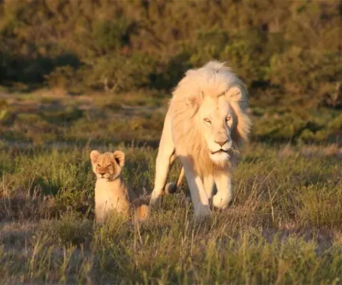 Pumba Private Game Reserve 