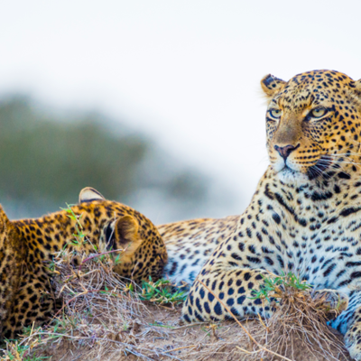 Safari in Kruger National Park