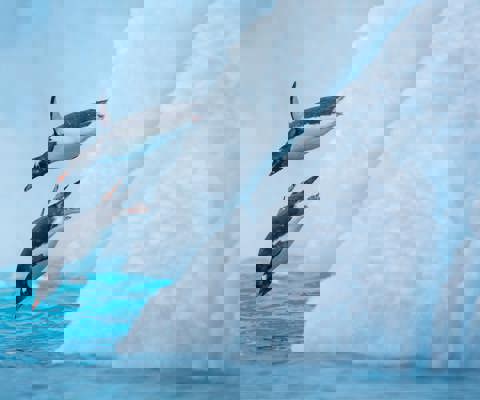 Cross the legendary Drake Passage