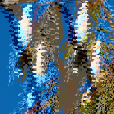 Explore the Australian Outback