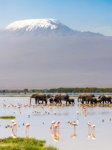 Explore Amboseli in the shadow of Kilimanjaro