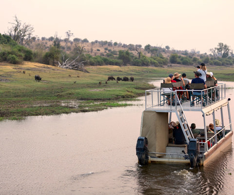 Watch elephants along the Chobe River