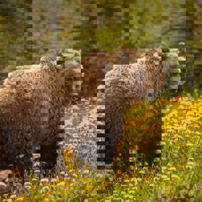 Western Canada Road Trip: Rockies, Glaciers & Turquoise Lakes