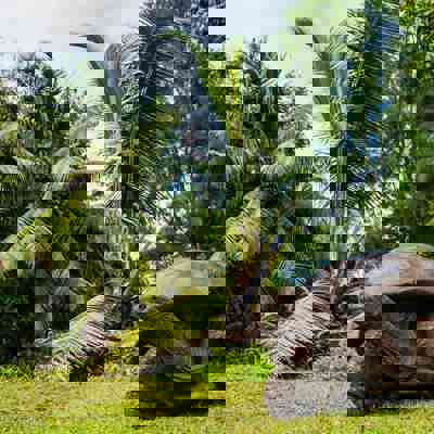 Encounter giant tortoises