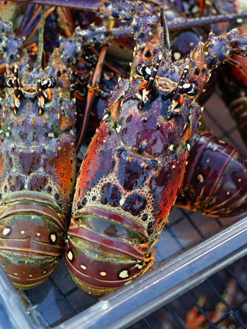 Fresh seafood specialities