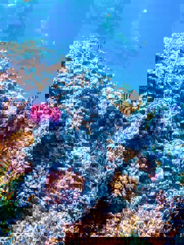 Dive or snorkel in Cozumel