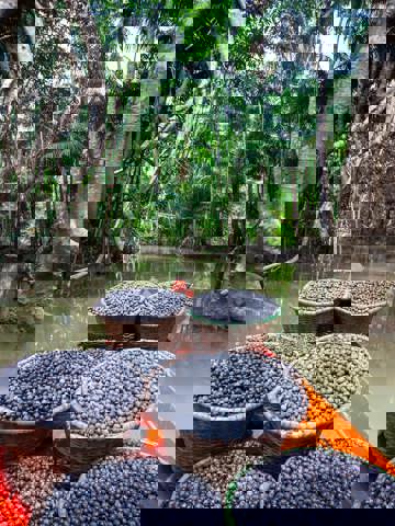 Açaí and tropical fruits