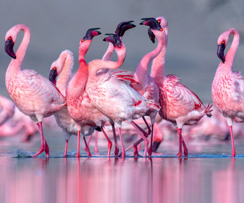 Discover the Flamingo Lakes