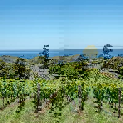 Waiheke Island for wine and walks