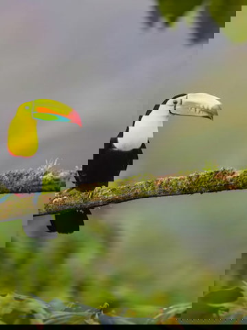 Discover Costa Rica's wildlife 