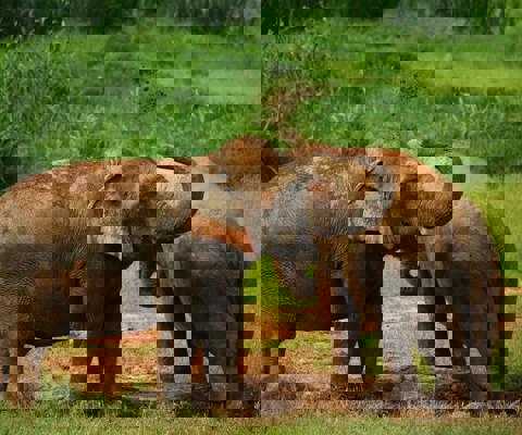 Elephant Hills, Khao Sok National Park