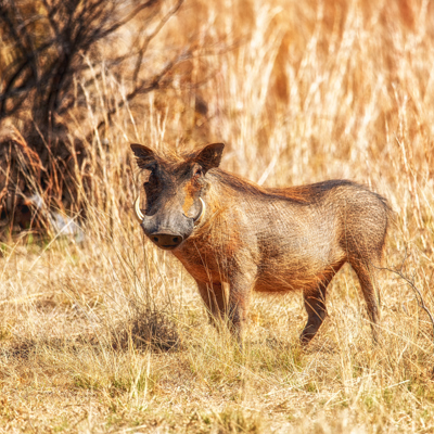 Safari through the Waterberg at Welgevonden