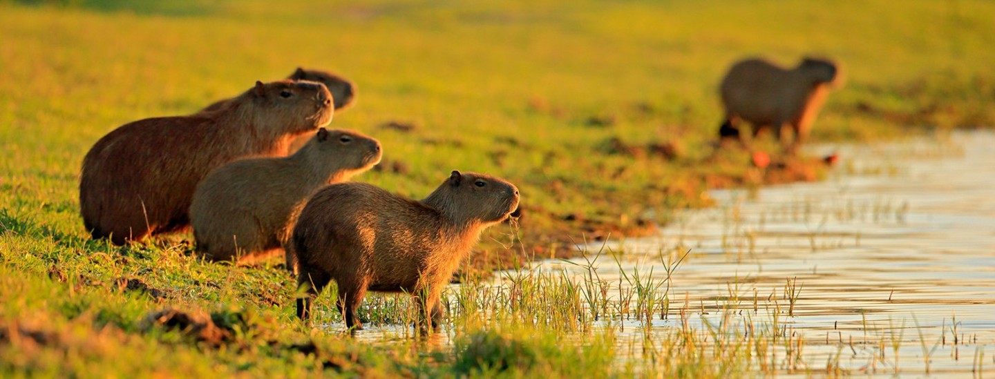 Capybaras In Pantanal Brazil Ss