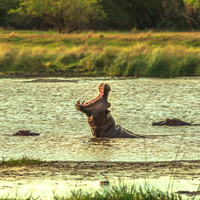 Explore iSimangaliso Wetland Park