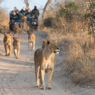 Pair a Pilanesberg safari with a nearby leisure resort