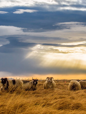 Traditional lamb dishes