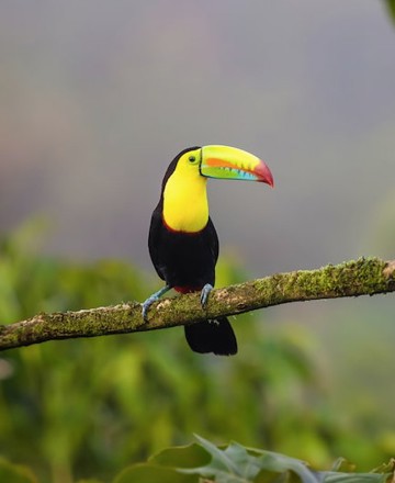 A rainforest retreat