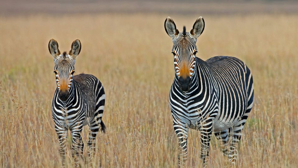 Wildlife and wine: a luxury journey through South Africa