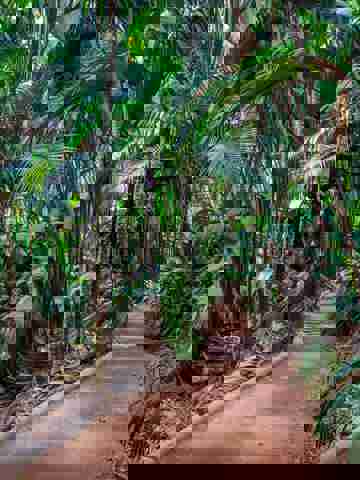 Explore Vallée de Mai forest reserve