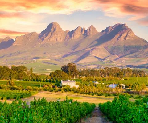 Tour the Cape Winelands
