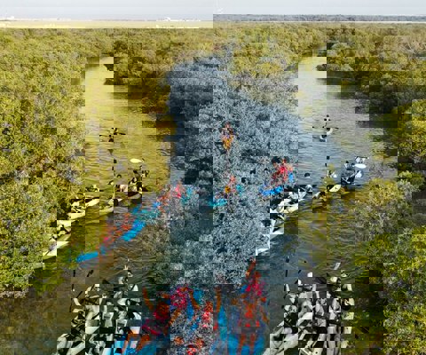 Kayak through the mangrove forests