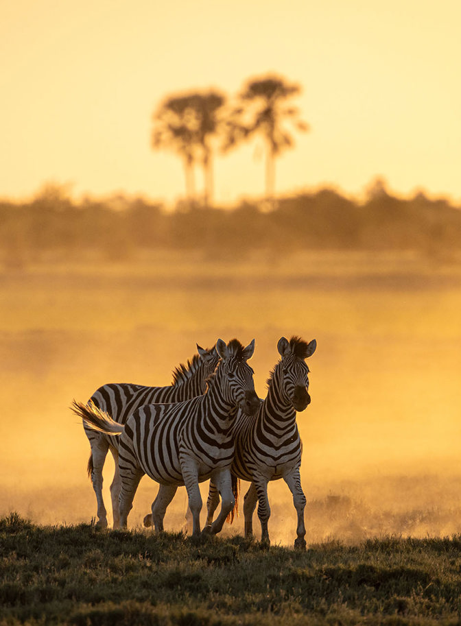 Botsja Botswana Holidays 2026/2027 - Book Today