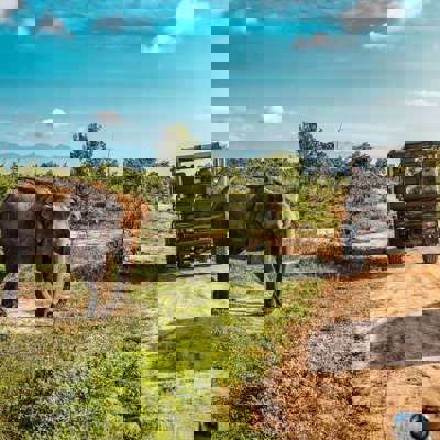 Safari in Yala or Udawalawe National Park