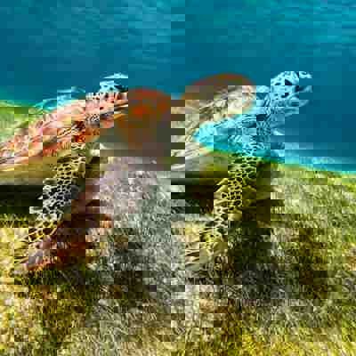 Snorkel marine wonders