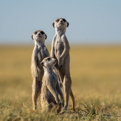 Experience the Makgadikgadi Pans and Kalahari