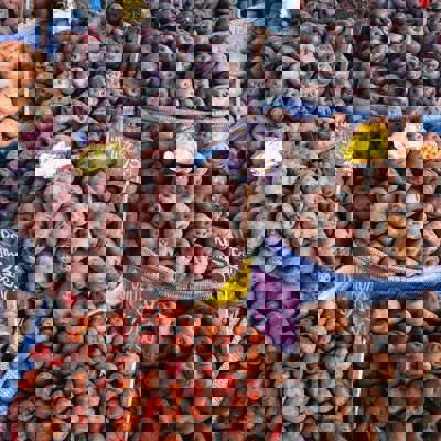 Amazon flavours: river fish, tropical fruit, and jungle herbs