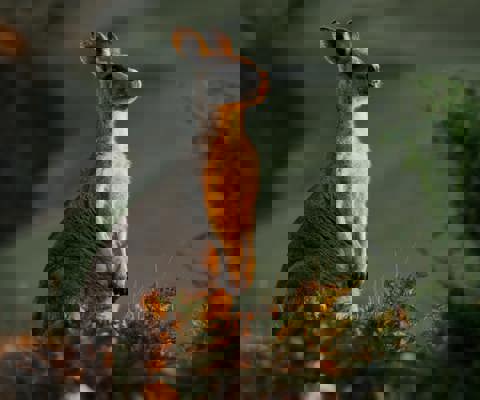 Explore Tasmania’s wild beauty