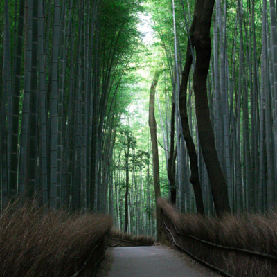 Unwind in Arashiyama Bamboo Grove