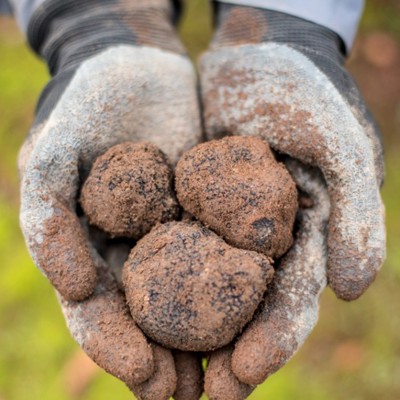 Black truffles
