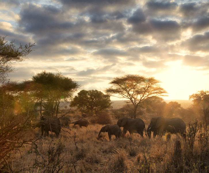African elephants