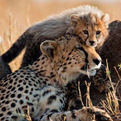 Farm-to-table in Franschhoek
