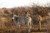 How to make the most of a South Africa safari holiday